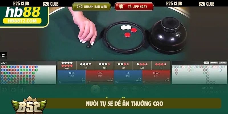 Nuôi tụ sẽ dễ ăn thưởng cao